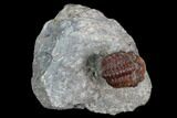 Red Barrandeops Trilobite - Hmar Laghdad, Morocco #127001-1